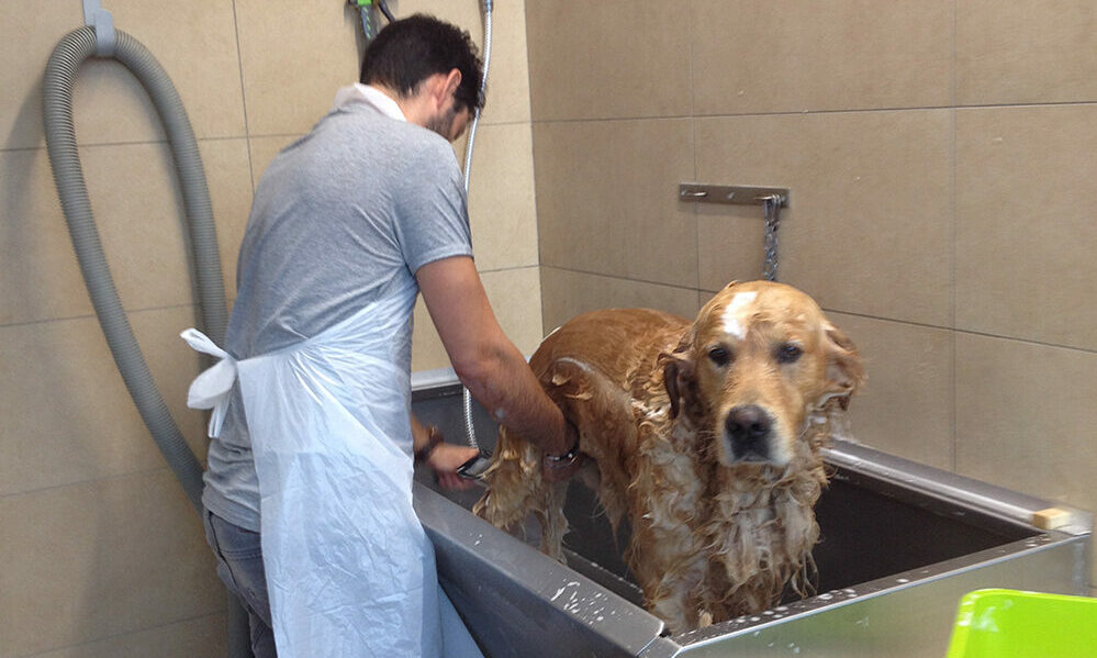 Dog Wash Doggypop